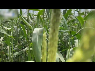 a security guard catches a thief in a corn field and gives her a fine on the spot. fully and porn